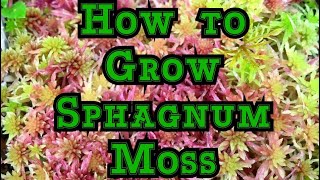 Growing Live Sphagnum Moss Faster Culture Tips to Help it Multiply [upl. by Neelram599]