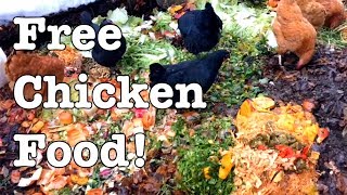 Chickens  Ideas for Feeding for FREE [upl. by Schindler]