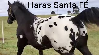 Incredible Appaloosa Horses From Haras Santa Fe [upl. by Namreg252]