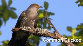 Cuckoo Bird Song and Pictures  Common Cuckoo [upl. by Nile]