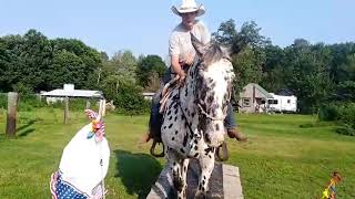 Beautiful Leopard Appaloosa gelding [upl. by Delcina]