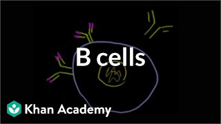 B lymphocytes B cells  Immune system physiology  NCLEXRN  Khan Academy [upl. by Anahpos17]