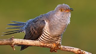 Bird sounds – Common cuckoo Cuculus canorus [upl. by Skippy]