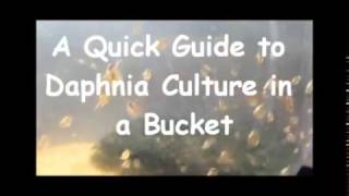 How to culture daphnia outside [upl. by Nimaynib]