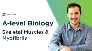 Skeletal Muscles amp Myofibrils  Alevel Biology  OCR AQA Edexcel [upl. by Innavoj]