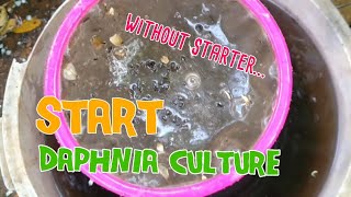 How to culture daphnia moina the easy way 1  Starting the Daphnia culture [upl. by Asit]