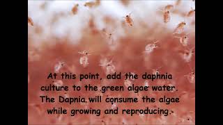 Daphnia  How to grow daphnia in your home [upl. by Noma]