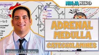 Endocrinology  Adrenal Medulla  Catecholamines [upl. by Jacobson]