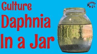 How to Culture Daphnia in a Jar [upl. by Perdita]