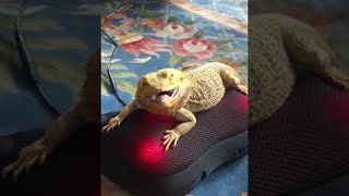 Bearded Dragon Enjoys Back Massager  ViralHog [upl. by Ellertal]