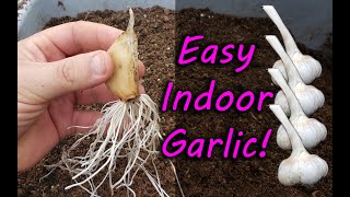 How To Grow Garlic Indoors Anytime Anywhere [upl. by Orlena602]