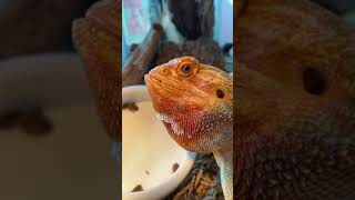 Bearded dragon Sound [upl. by Cliff217]