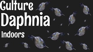 How to Culture Daphnia [upl. by Maiocco]