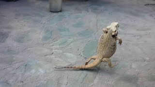 Bearded dragon running on two legs [upl. by Yenduhc]