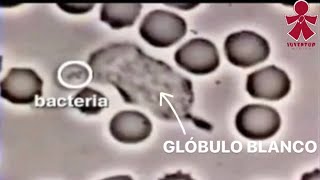 GLÓBULO BLANCO vs BACTERIA EXPLICADO‼️ [upl. by Amadus]