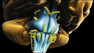 Neuroanatomy  The Brainstem [upl. by Nnairda]