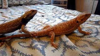 Male Bearded Dragon Head Bobbing [upl. by Haik130]