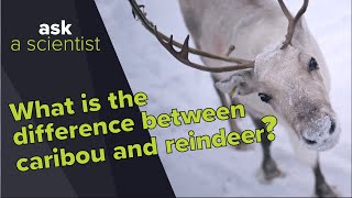 What is the difference between caribou and reindeer  Ask a Scientist [upl. by Etteuqaj]