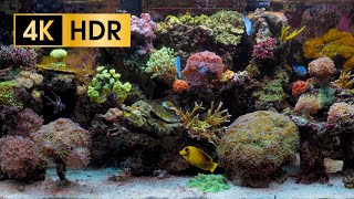 Coral Reef Aquarium  4K HDR 60 fps  no loop [upl. by Hillel]