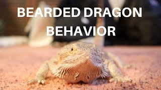 BEARDED DRAGON BEHAVIOR 101 [upl. by Nayk]