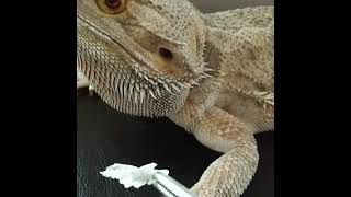 🐲STUCK SHED🐉  SATISFYING  Bearded Dragon EAR SHED REMOVAL shorts [upl. by Arinayed]