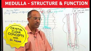 Medulla Oblongata  Structure and Function  Neuroanatomy [upl. by Thordis]