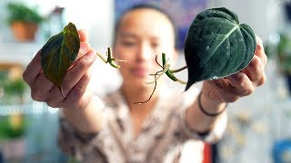 The BEST Method to Propagate a Philodendron Micans [upl. by Attenov423]