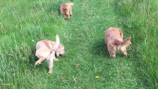 Basset Fauve de Bretagne [upl. by Dawn504]