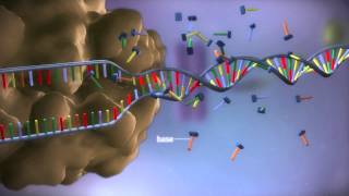 From DNA to protein  3D [upl. by Siekram]