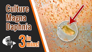 How to culture DAPHNIA MAGNA  The easy way [upl. by Corry255]