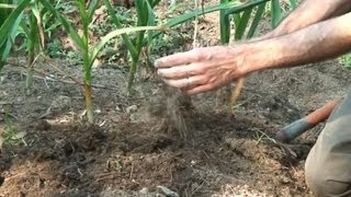 Harvesting Curing and Storing Garlic [upl. by Aimit884]