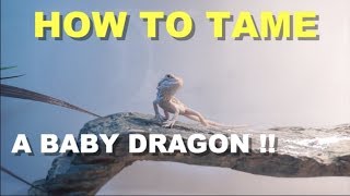 How To Tame A Baby Bearded Dragon  Tips And Tricks [upl. by Eyram358]