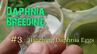 Daphnia Culture made simple and easy 3  Hatching Daphnia eggs [upl. by Ivek]