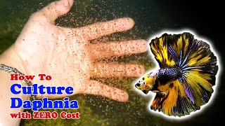 How to Culture Daphnia with ZERO Cost  Unlimited Live Food For Our Fish [upl. by Rubio]