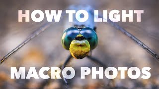 Macro Photography Lighting Tutorial [upl. by Ellehcan]