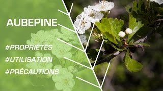 Comment utiliser l’aubépine  Phytothérapie [upl. by Longley]