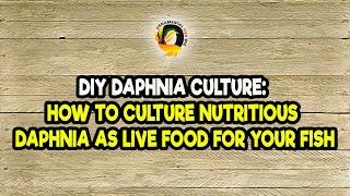 DIY Daphnia Culture How to Culture Nutritious Daphnia as Live Food for Your Fish [upl. by Muncey]