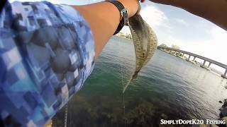 Mission Bay Shore Fishing [upl. by Cinda423]