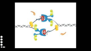 Bacterial DNA Replication [upl. by Donnenfeld]