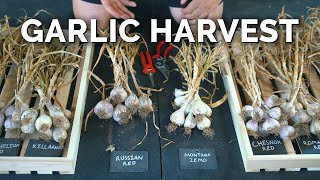 How to Grow Garlic  Garlic Scapes Harvesting amp Curing Part 3 [upl. by Derwin]