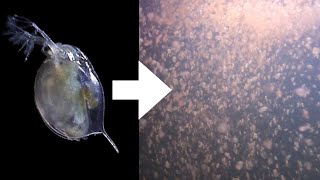 How I Culture Daphnia [upl. by Adas21]