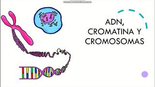 ADN cromatina y cromosomas [upl. by Odyssey24]