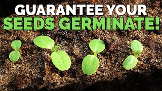 How to Guarantee Seed Germination With Math [upl. by Alana]