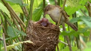 Big Brother Eviction Cuckoo Style  Natural World  BBC Earth [upl. by Ytram]