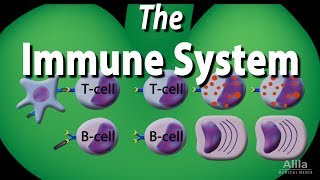 How The Immune System ACTUALLY Works – IMMUNE [upl. by Laureen]