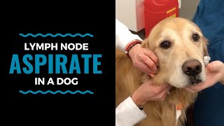 Lymph Node Aspirate in a Dog [upl. by Yddet213]