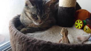 Baby Bearded Dragon Head Bobbing At Cat [upl. by Abdulla]