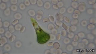 Comparing Microorganism Size Under the Microscope [upl. by Dyer250]