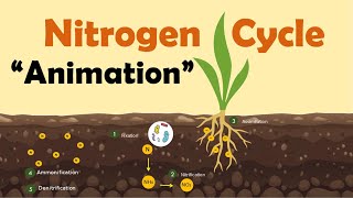 NITROGEN CYCLE  Biology Animation [upl. by Veneaux]