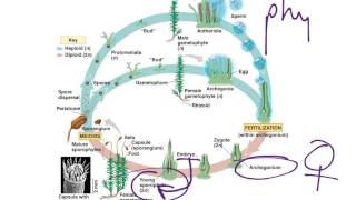 Moss Life Cycle [upl. by Nnylf]